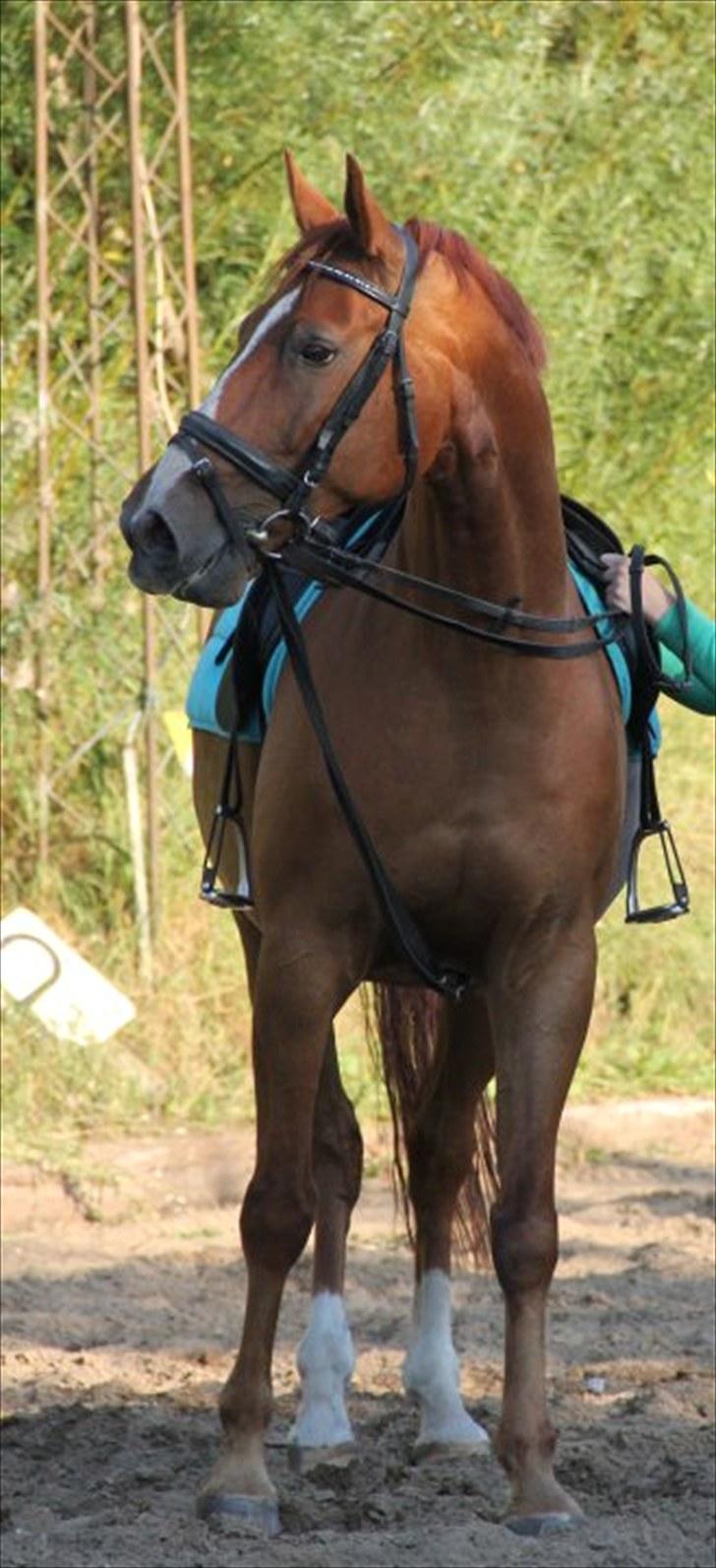 Dansk Varmblod Casandro billede 10