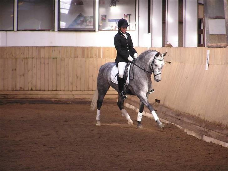 New Forest Moonlight billede 13