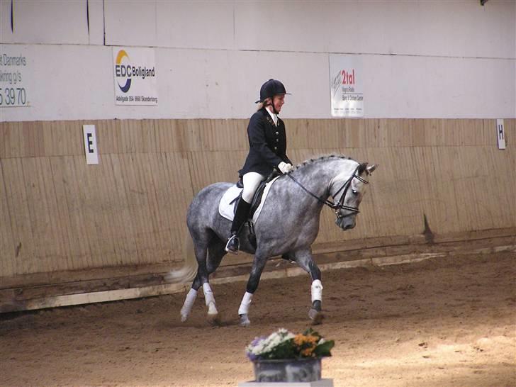 New Forest Moonlight billede 14