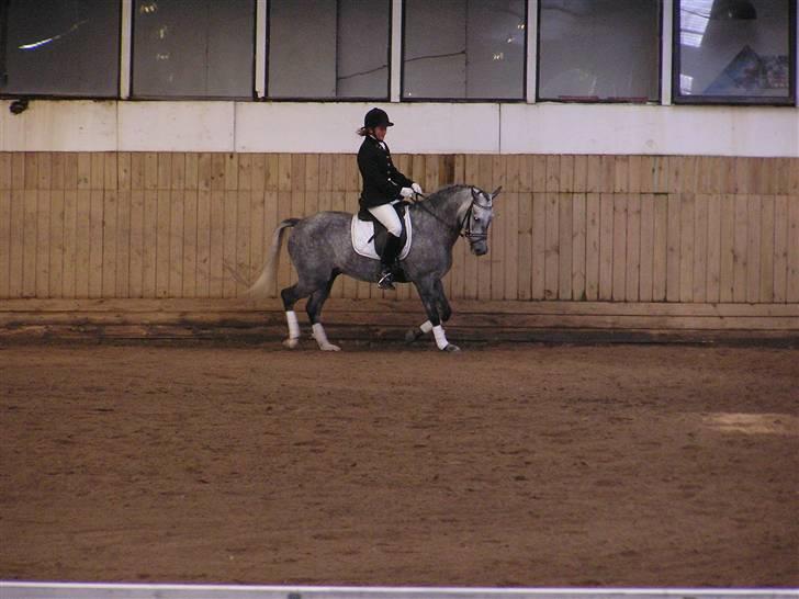 New Forest Moonlight billede 15