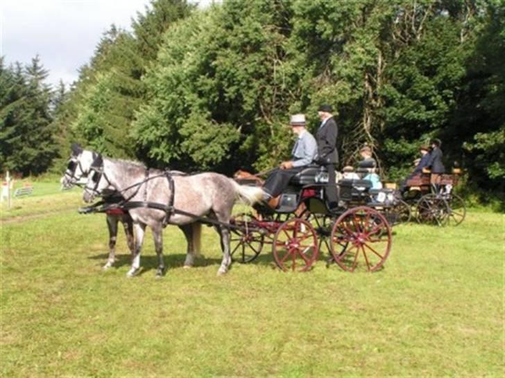 New Forest Moonlight billede 16