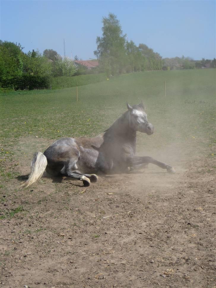 New Forest Moonlight billede 17