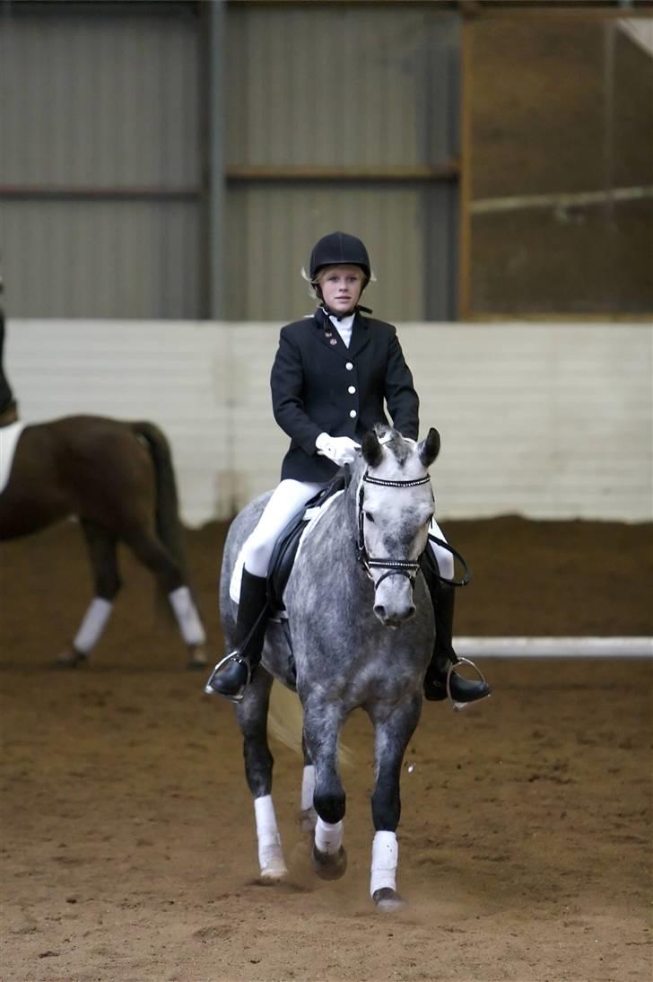 New Forest Moonlight billede 18