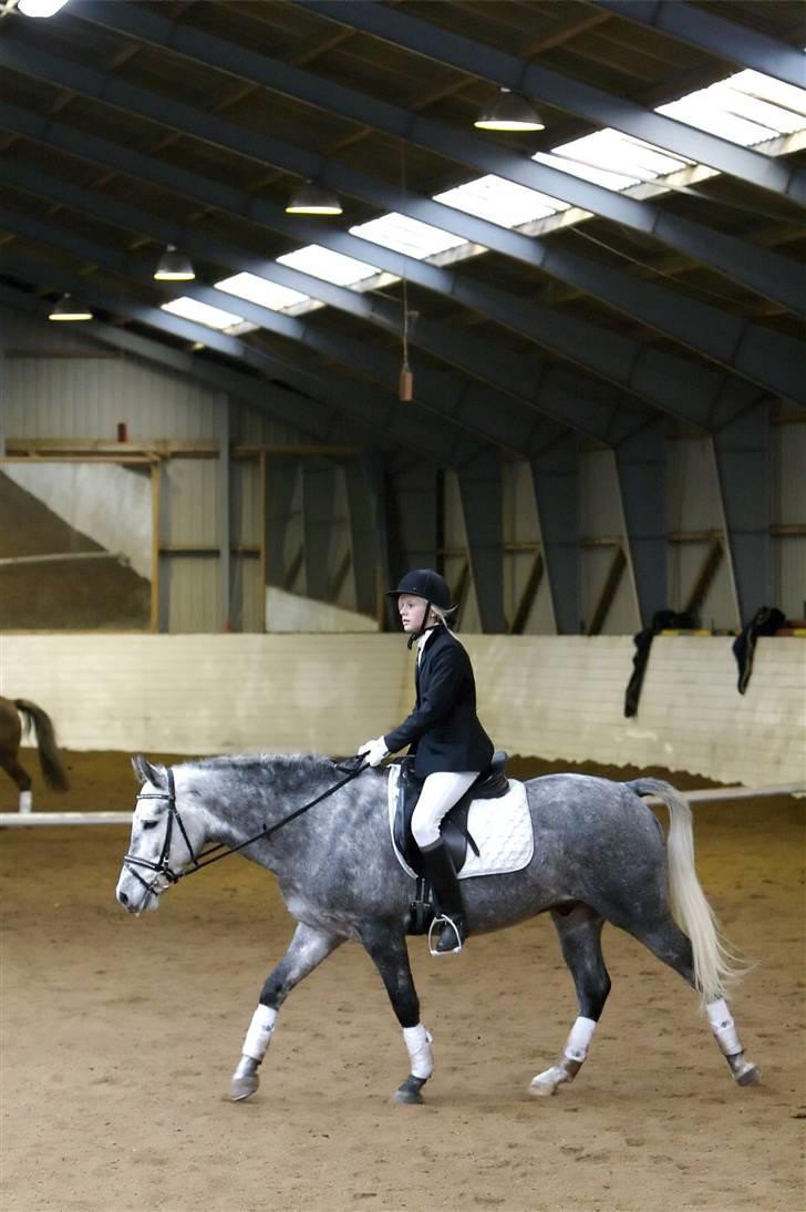 New Forest Moonlight billede 19