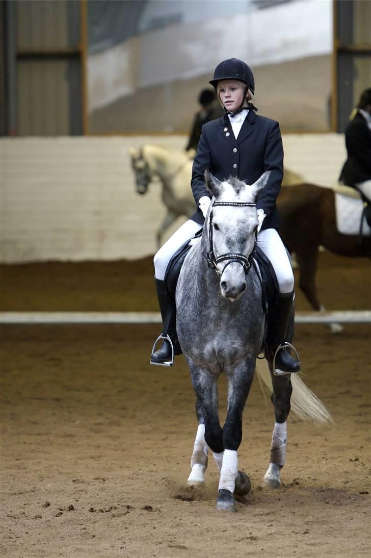 New Forest Moonlight billede 20