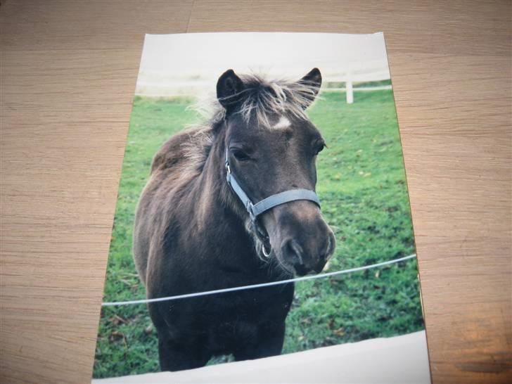 Shetlænder Bølle bob 'Bassen' - som føl billede 7
