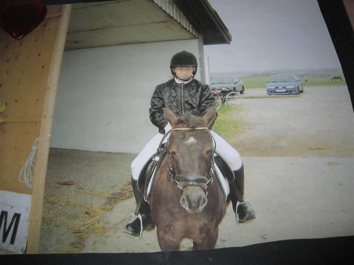 Shetlænder Bølle bob 'Bassen' - Til stævne billede 3