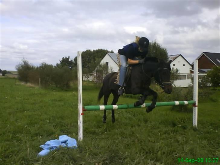 Anden særlig race dinna *for altid i mit hjerte! * - min dejlige skat springer 80 cm!!! så stolt af hende, hun var flyvende! elsker dig tøzen<33 du er min for altid<3 billede 17