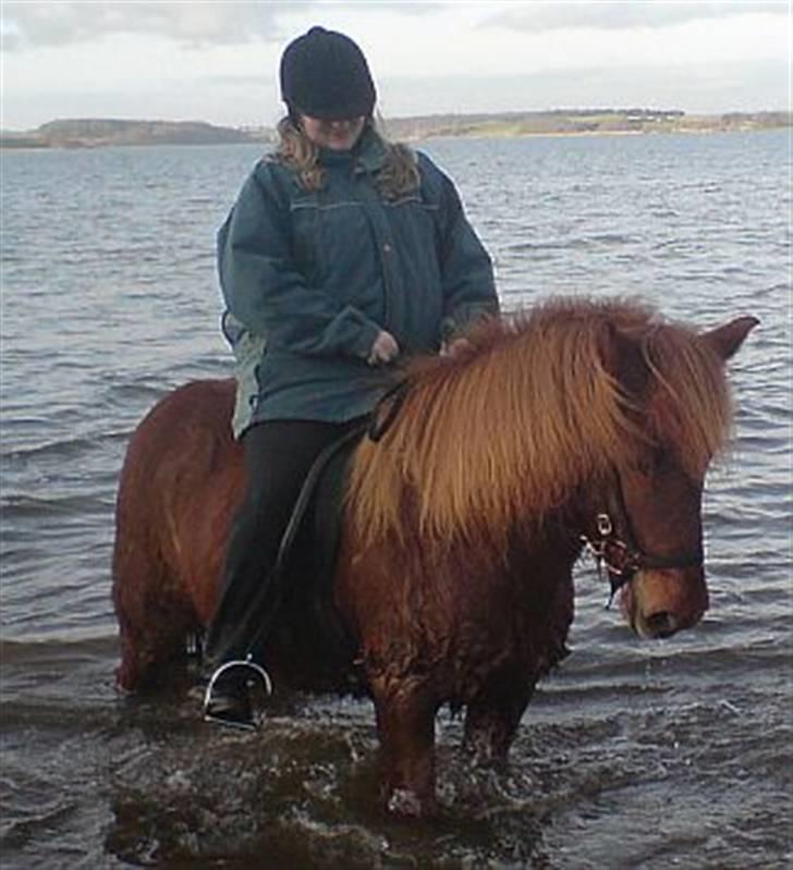 Islænder Táta fra Tyrevoldsdal - Soppetur i Solbjerg sø, dec 2006 billede 5