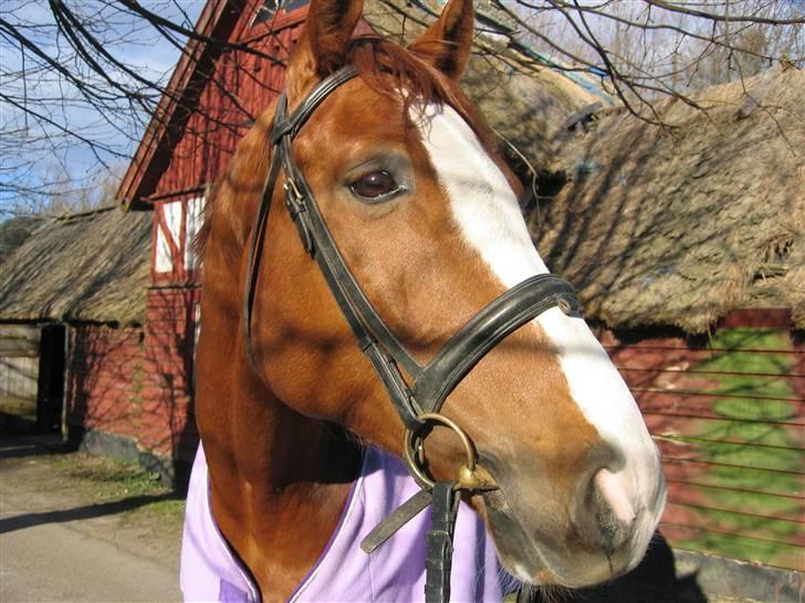 Hannoveraner Rimonti (Død) :'( - Hans dejlige hoved <3 billede 1