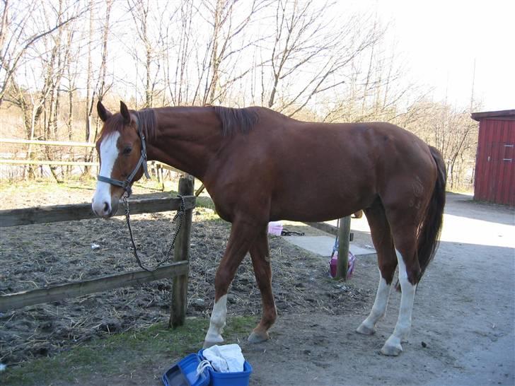 Hannoveraner Rimonti (Død) :'( - Han skal altid tigge :P billede 2