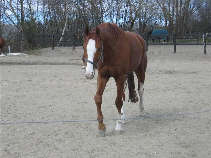 Hannoveraner Rimonti (Død) :'( - Han kommer altid, når han kan hører godbidder :P billede 3