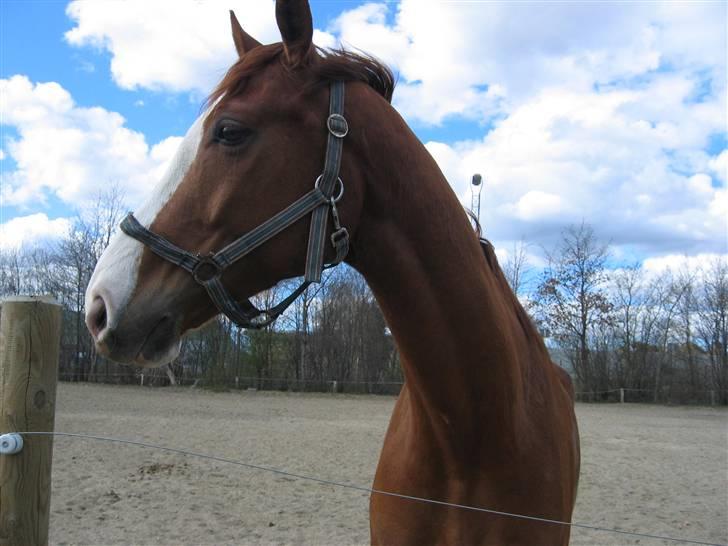 Hannoveraner Rimonti (Død) :'( - opmærksom XD billede 4