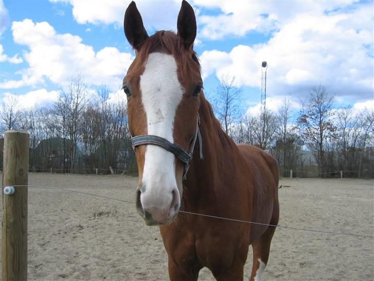 Hannoveraner Rimonti (Død) :'( - er mit kamera spænende? billede 5