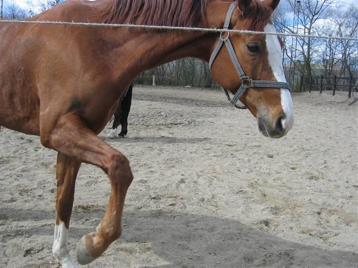 Hannoveraner Rimonti (Død) :'( - desværre ingen godbidder til dig endnu billede 6