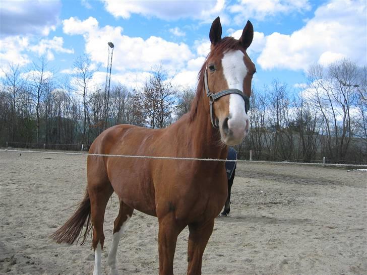 Hannoveraner Rimonti (Død) :'( - stadig spænende? billede 7