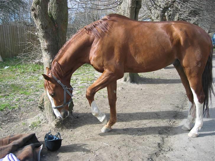 Hannoveraner Rimonti (Død) :'( - Tigge, tigge og tigge XD billede 8