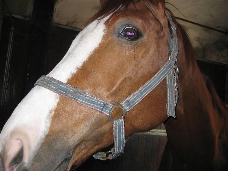 Hannoveraner Rimonti (Død) :'( - Han prøvede at spise mit kamera, så ikk så godt billede billede 9