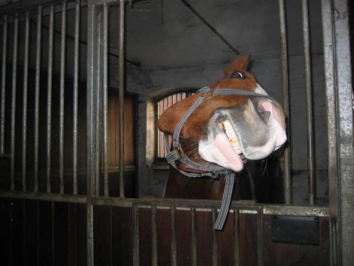 Hannoveraner Rimonti (Død) :'( - man skal bare kalde lidt på ham også gør han det der?! billede 10