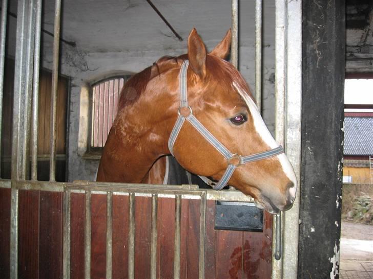 Hannoveraner Rimonti (Død) :'( - ja, min veninde stod i højre side man kan ikk se hende, men hun var åbenbart spænende billede 11