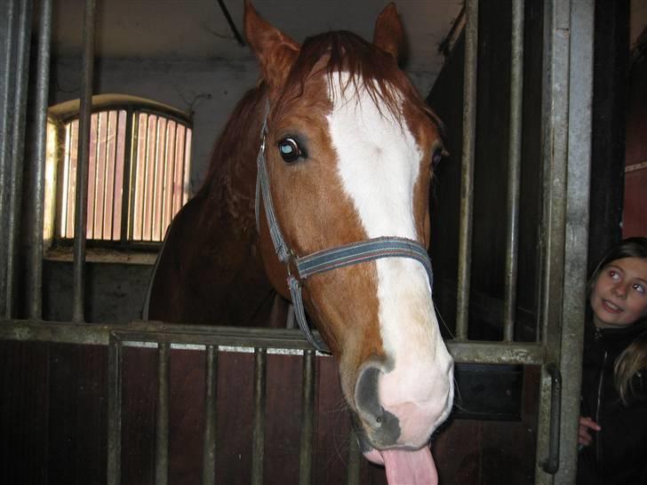 Hannoveraner Rimonti (Død) :'( - Nu rækker vi tunge XD billede 12