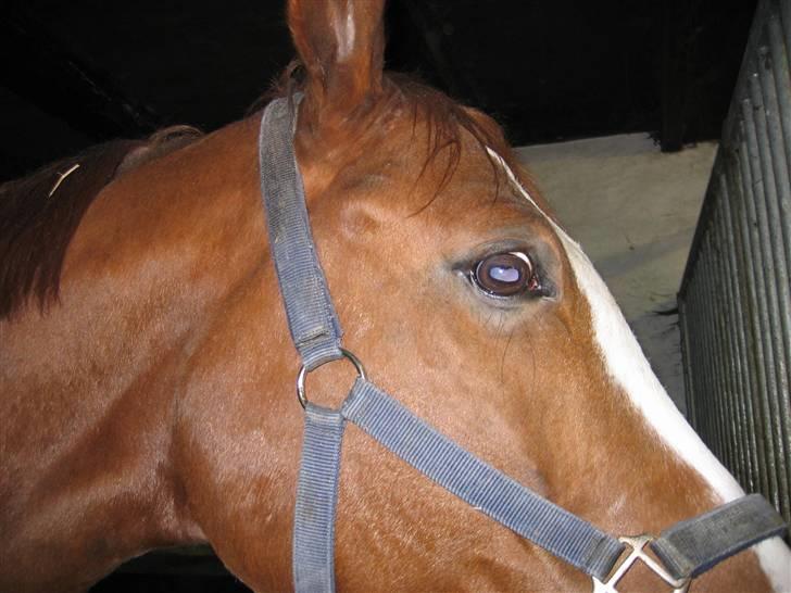 Hannoveraner Rimonti (Død) :'( - tog det mens jeg holdt ham blev ikk så godt XD billede 13