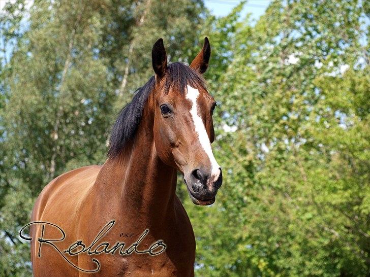 Dansk Varmblod Spanagers Rolando - SOLGT [Himmelhest] - Dét her billede kan jeg rigtig godt lide! Der er en rolig sjæl (;      (Fotograf: P.N.P/Mig ) billede 19