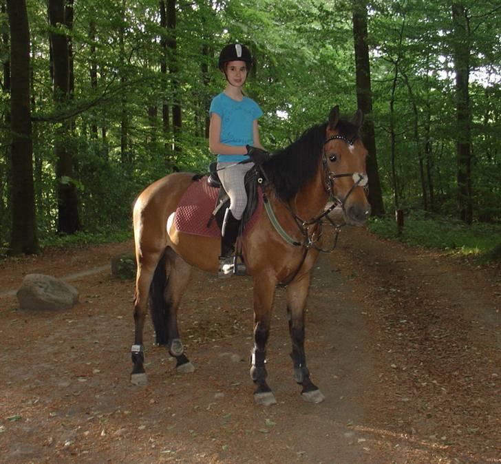 New Forest Don Juan <3 *red engang* - 7#Min donse´mus,mig,Anna og Lighter rider i skoven. <3 (; billede 7