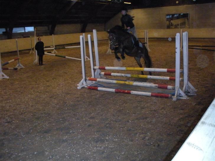 New Forest Don Juan <3 *red engang* - 8# NYT| første gan vi springer vandgrav (óven i købet med en infektion i hoften s;) <3 :D billede 8