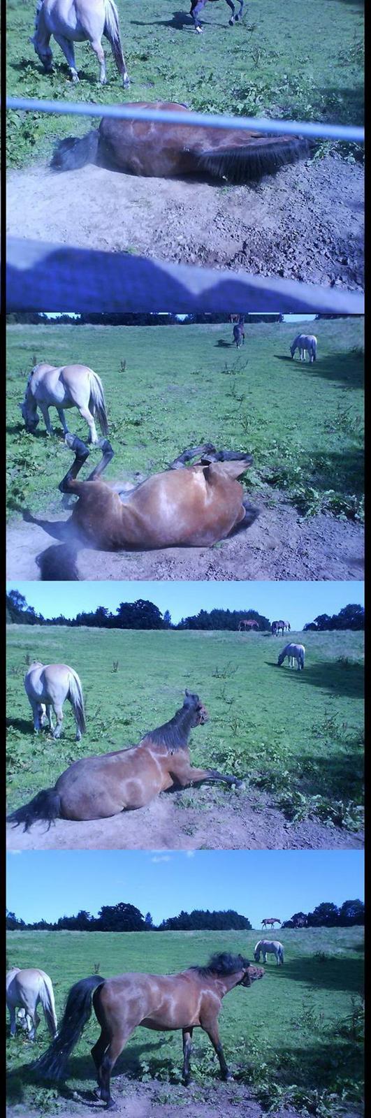 New Forest Don Juan <3 *red engang* - 9# Donse´s lille rulletur . ;) <3 billede 9