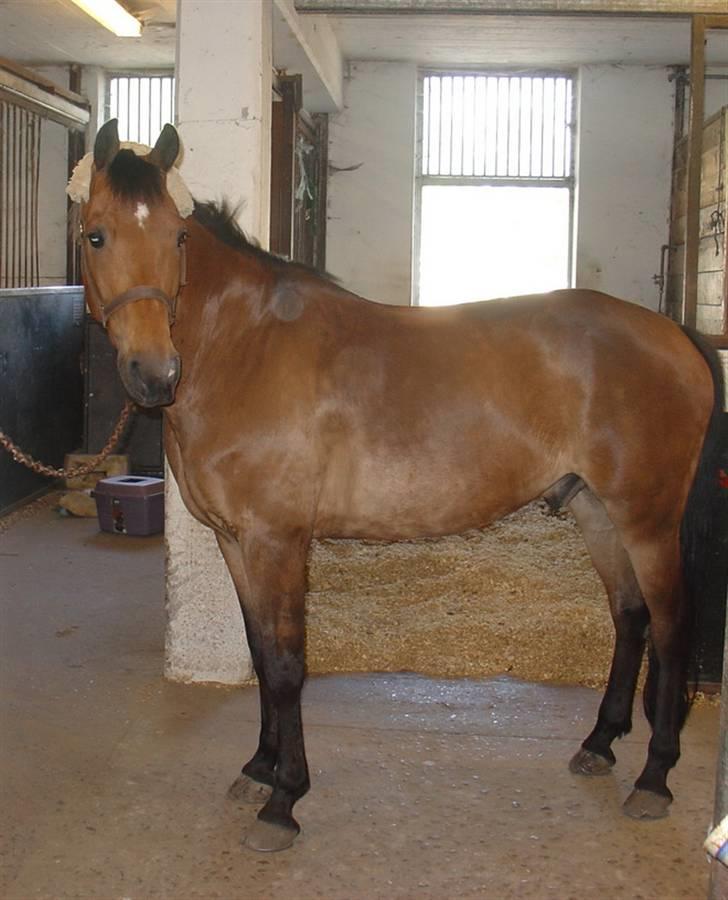 New Forest Don Juan <3 *red engang* - 1o#Smuk kropsform! (: billede 10