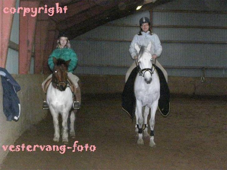 Anden særlig race MILLENIUM(TILBAGE LEVERT) billede 16