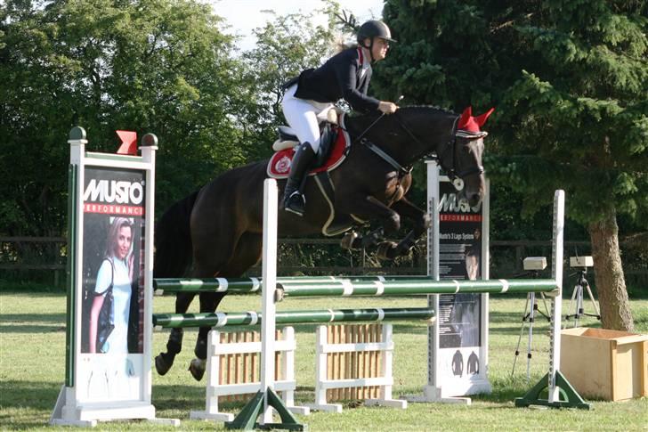 Dansk Varmblod Landlyst cara - Velkommen Til Caras profil, håber i nyder opholdet billede 1