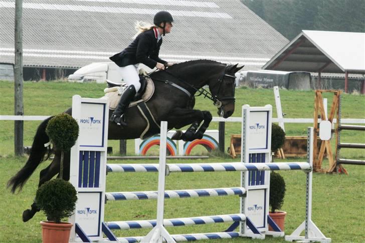 Dansk Varmblod Landlyst cara - til C-stævne billede 2