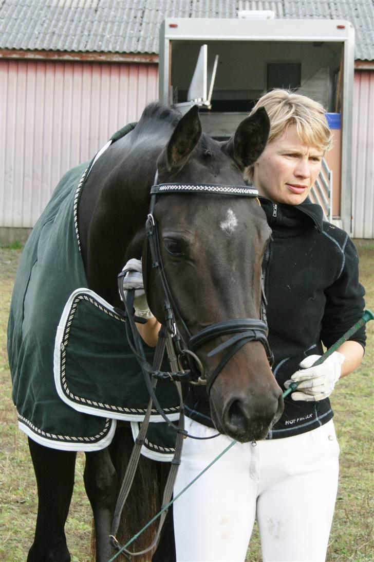 Dansk Varmblod Landlyst cara - i SDR. til egenheds test billede 3