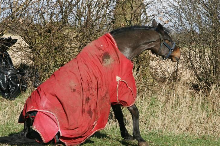 Dansk Varmblod Landlyst cara - op at stå :) billede 4