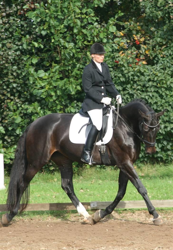 Dansk Varmblod Landlyst cara - Egenheds test i SDR billede 5