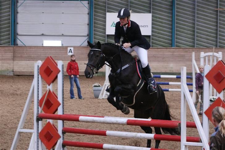 Dansk Varmblod Landlyst cara - i sønderborg billede 6