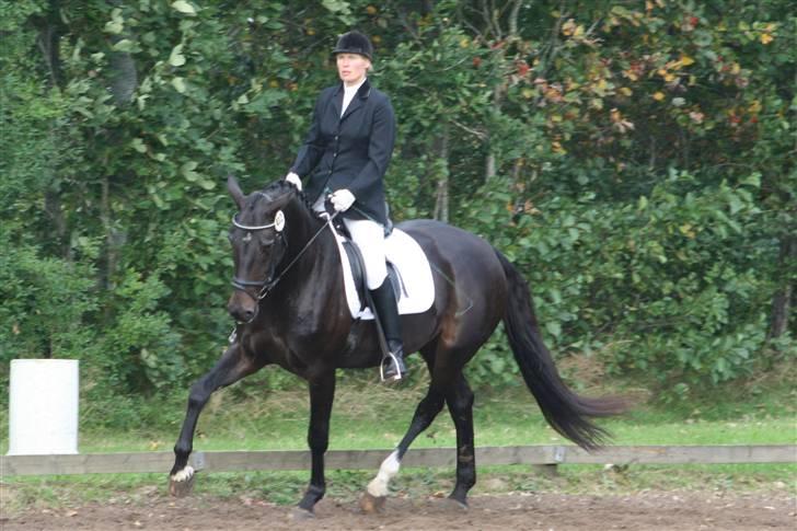 Dansk Varmblod Landlyst cara billede 7