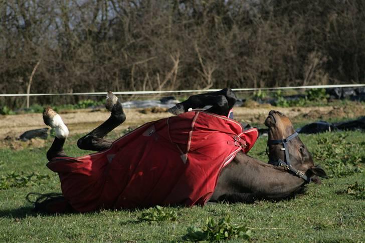 Dansk Varmblod Landlyst cara - Cara sover billede 8