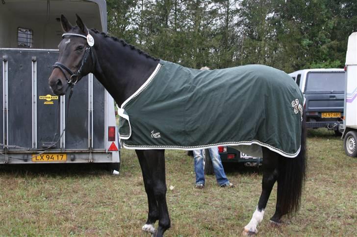 Dansk Varmblod Landlyst cara - Cara med hendes lækre dækken billede 9