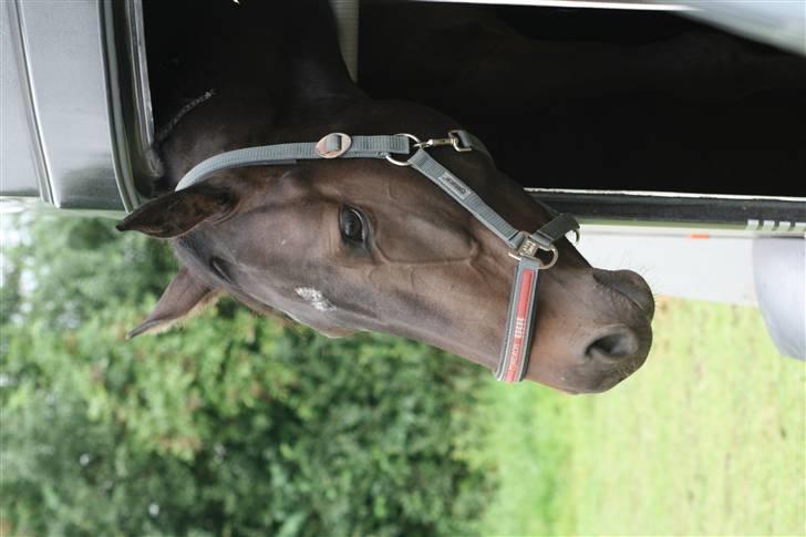 Dansk Varmblod Landlyst cara - i traileren billede 10