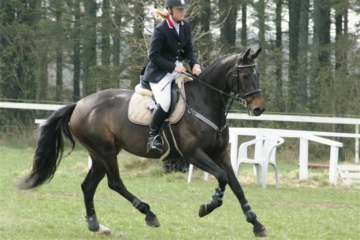 Dansk Varmblod Landlyst cara - galop til stævne billede 11