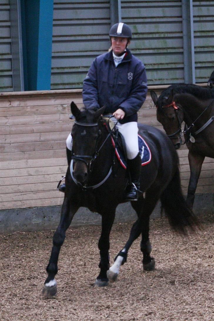 Dansk Varmblod Landlyst cara - opvarmarminig billede 12