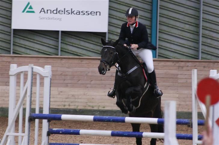 Dansk Varmblod Landlyst cara billede 13