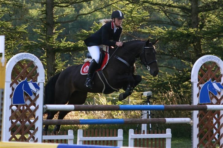Dansk Varmblod Landlyst cara - galop på marken billede 14