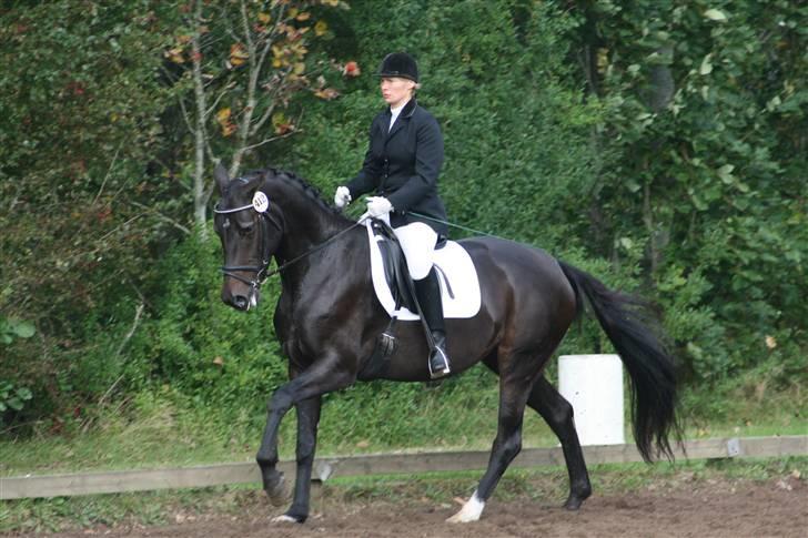 Dansk Varmblod Landlyst cara - galop til egenheds test billede 15