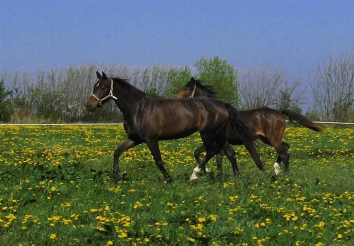 Dansk Varmblod Landlyst cara - Trav på mark billede 16
