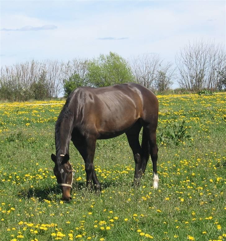 Dansk Varmblod Landlyst cara - græs på en dejlig sommer dag billede 17