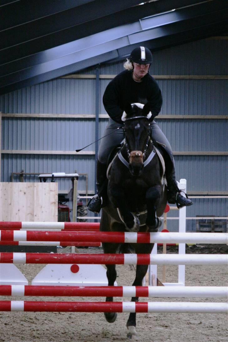 Dansk Varmblod Landlyst cara - spring billede 18